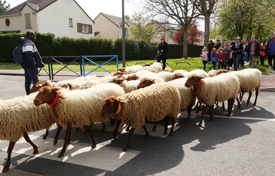 Transhumance des moutons à travers Cergy, 16 avril - voir en plus grand : (fenêtre modale)
