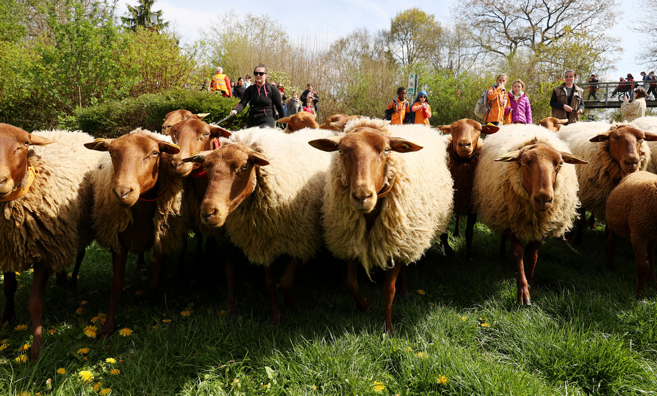 Transhumance des moutons à travers Cergy, 16 avril - voir en plus grand : (fenêtre modale)