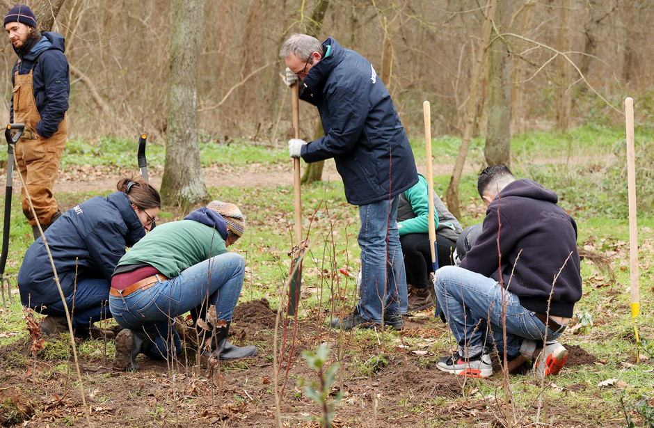Plantation participative au bois de Cergy, 28 et 29 janvier - voir en plus grand : (fenêtre modale)