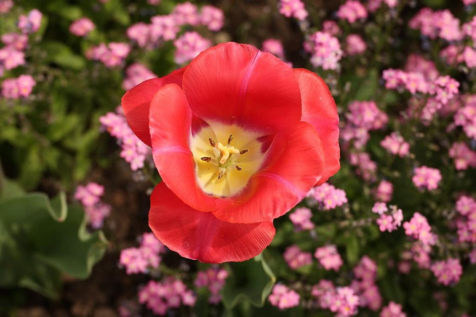 Sols fleuris et arbustes à Cergy - voir en plus grand : (fenêtre modale)