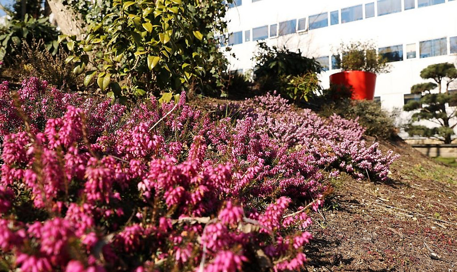 Sols fleuris et arbustes à Cergy - voir en plus grand : (fenêtre modale)
