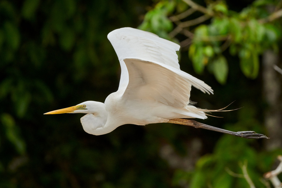 Grande Aigrette - voir en plus grand : (fenêtre modale)