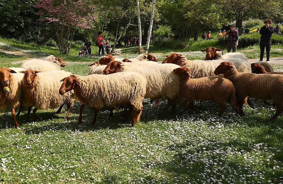 Transhumance des moutons, les 7 et 8 mai entre la ferme d'Écancourt de Jouy-le-Moutier et Courdimanche. - voir en plus grand : (fenêtre modale)