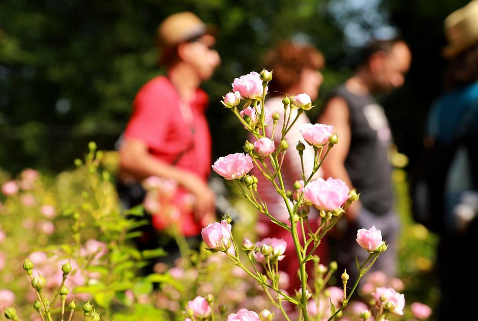 Balade nature et poésie des seniors, le 17 juillet - voir en plus grand : (fenêtre modale)