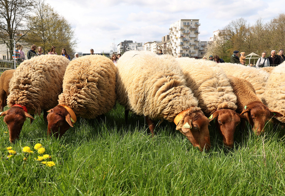 Transhumance des moutons à travers Cergy, 16 avril - voir en plus grand : (fenêtre modale)