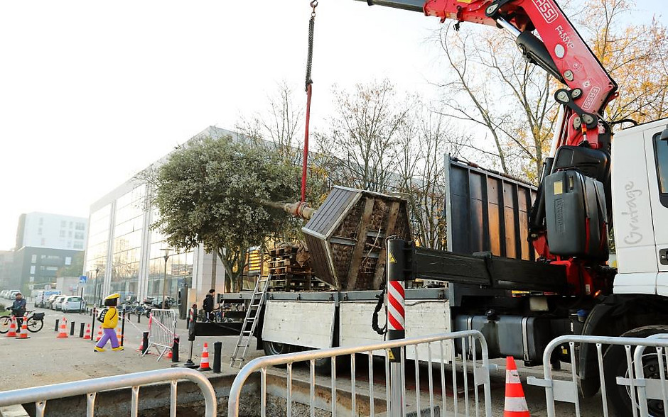 Remplacement du cèdre atlas devant l'hôtel de ville, 26 novembre 2020 - voir en plus grand : (fenêtre modale)