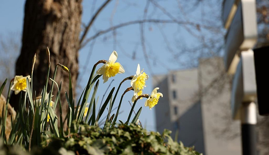 Sols fleuris et arbustes à Cergy - voir en plus grand : (fenêtre modale)