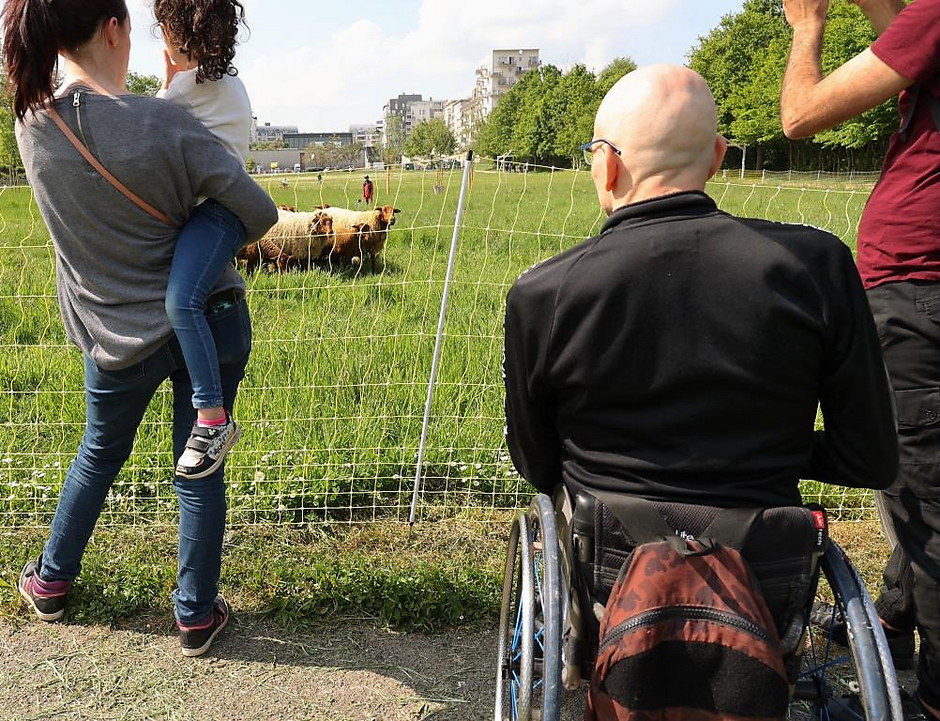 Transhumance des moutons, les 7 et 8 mai entre la ferme d'Écancourt de Jouy-le-Moutier et Courdimanche. - voir en plus grand : (fenêtre modale)