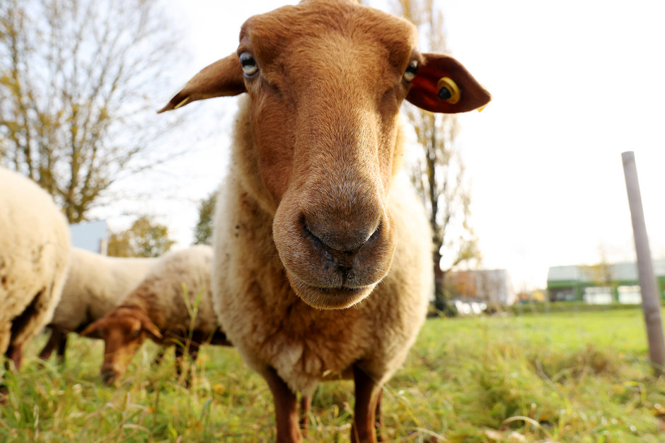Éco-pâturage hivernal à Cergy  - voir en plus grand : (fenêtre modale)