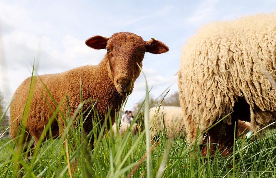 Transhumance des moutons à travers Cergy, 16 avril - voir en plus grand : (fenêtre modale)