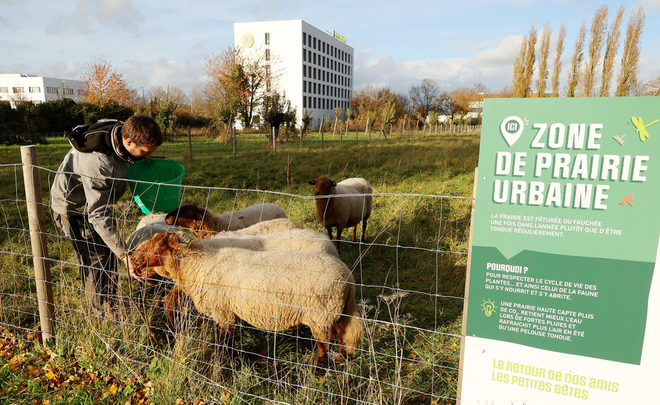 Éco-pâturage hivernal à Cergy  - voir en plus grand : (fenêtre modale)