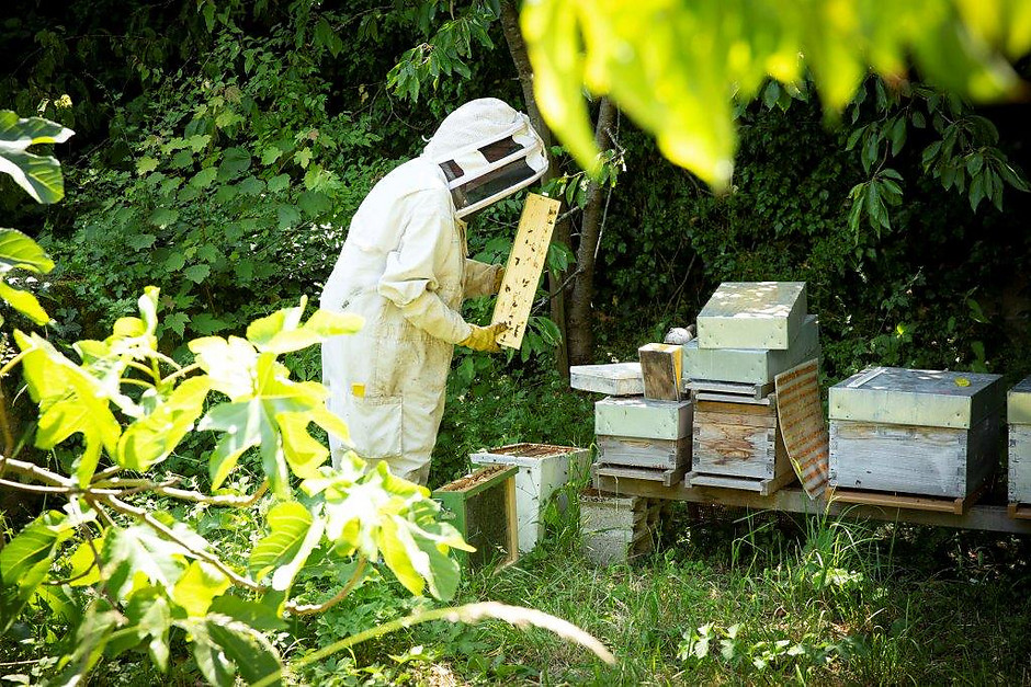 Les rendez-vous aux jardins, du 2 au 4 juin - voir en plus grand : (fenêtre modale)