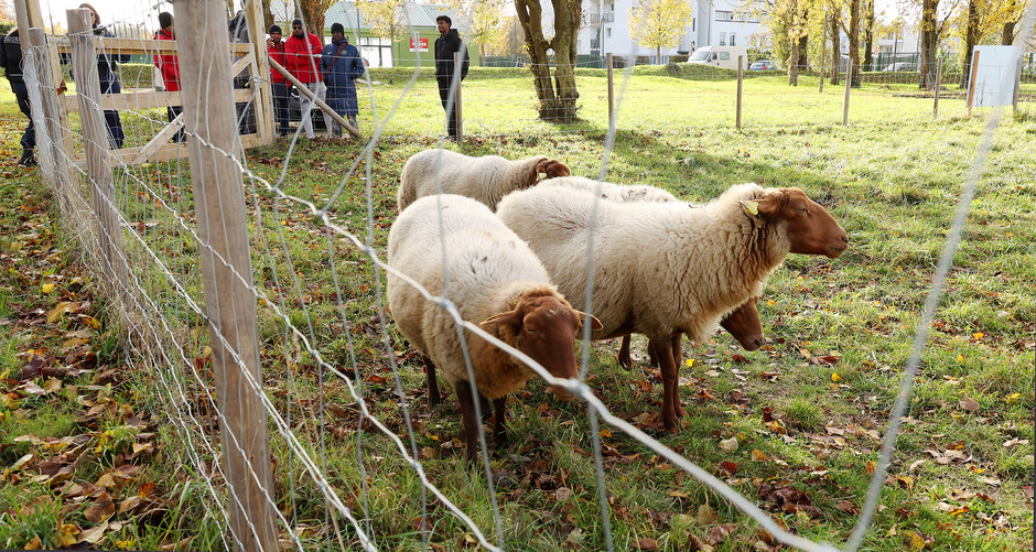 Éco-pâturage hivernal à Cergy  - voir en plus grand : (fenêtre modale)