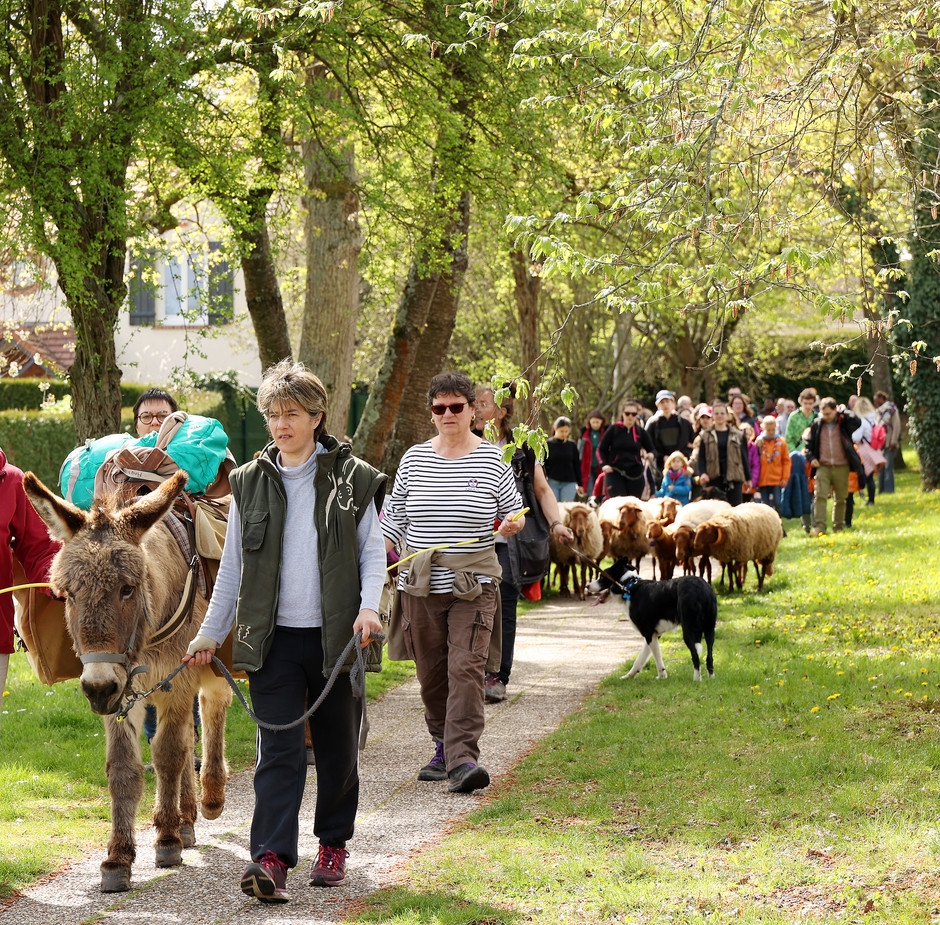 Transhumance des moutons à travers Cergy, 16 avril - voir en plus grand : (fenêtre modale)