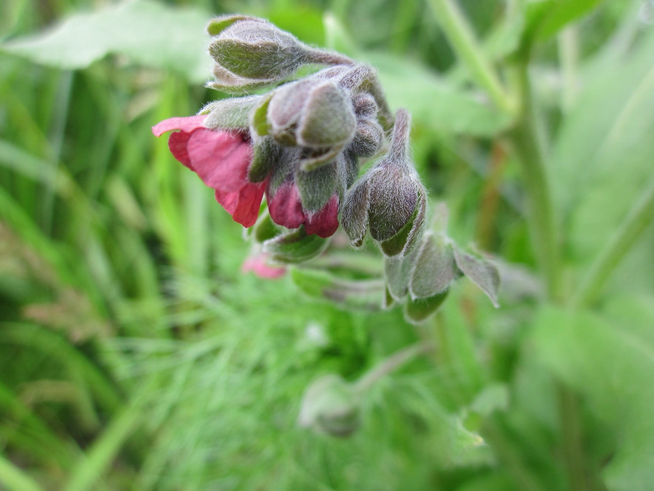 Cynoglosse Officinale - voir en plus grand : (fenêtre modale)