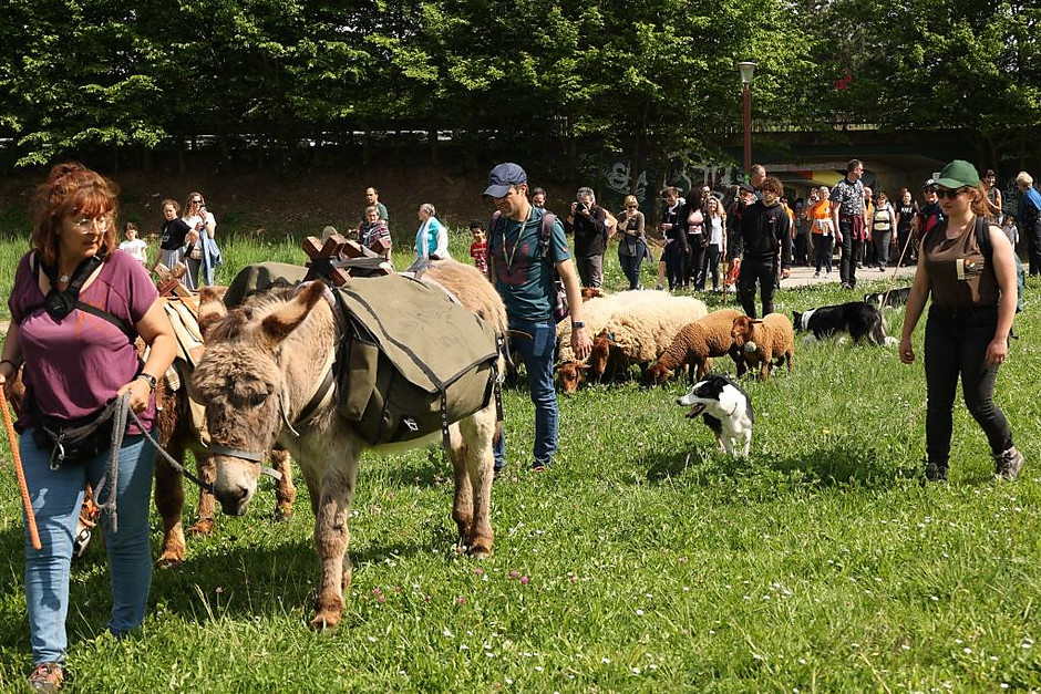 Transhumance des moutons, les 7 et 8 mai entre la ferme d'Écancourt de Jouy-le-Moutier et Courdimanche. - voir en plus grand : (fenêtre modale)