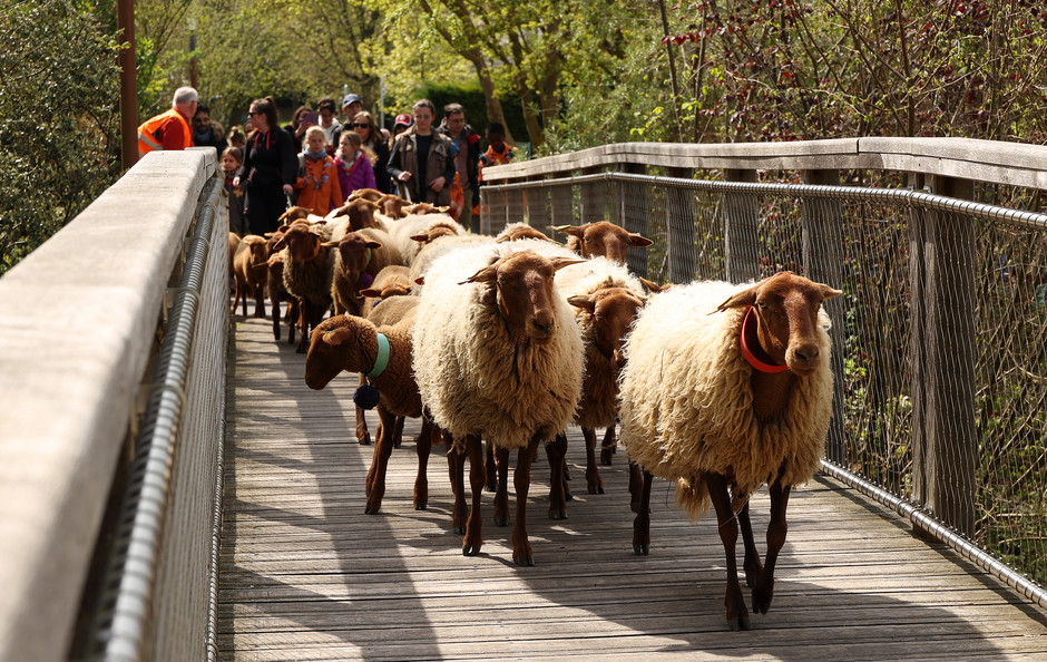 Transhumance des moutons à travers Cergy, 16 avril - voir en plus grand : (fenêtre modale)