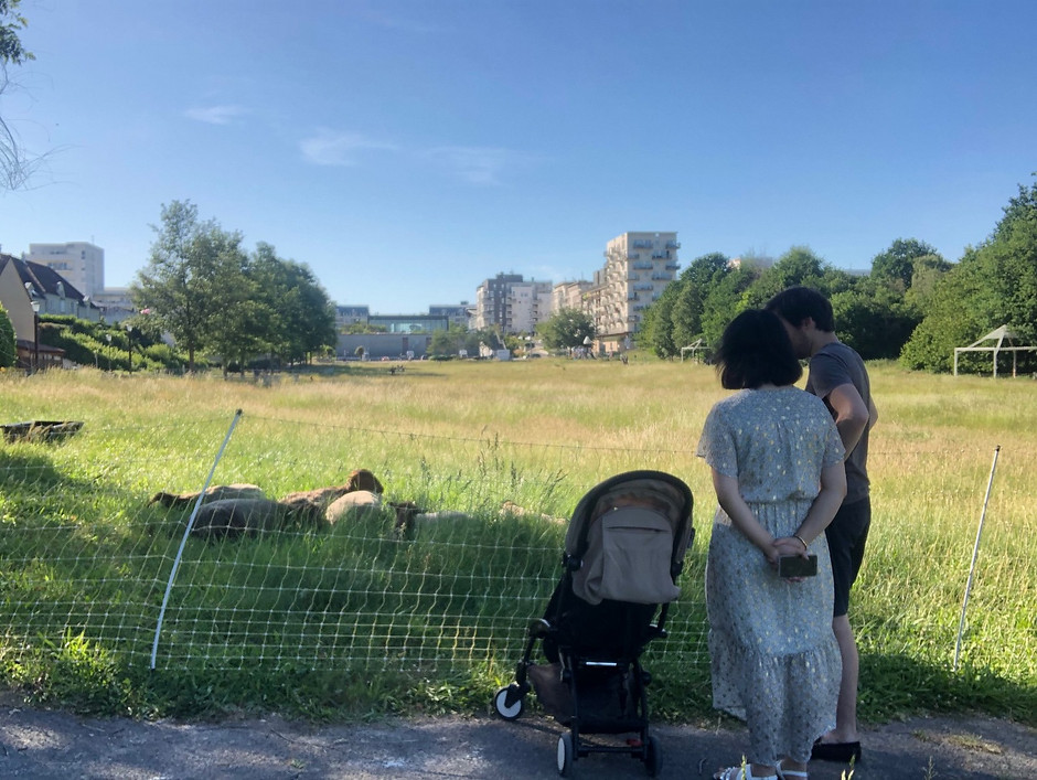 Des moutons sur la promenade des Deux-Bois, juin 2020 - voir en plus grand : (fenêtre modale)