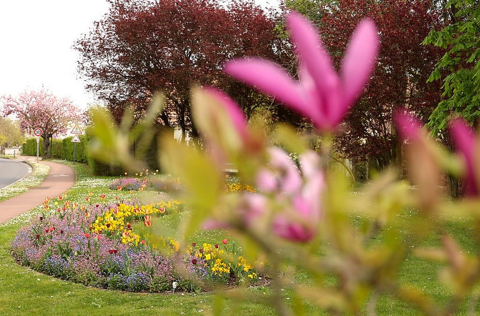 Sols fleuris et arbustes à Cergy - voir en plus grand : (fenêtre modale)