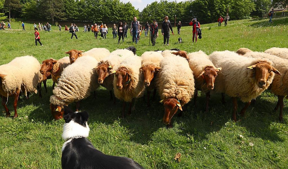 Transhumance des moutons, les 7 et 8 mai entre la ferme d'Écancourt de Jouy-le-Moutier et Courdimanche. - voir en plus grand : (fenêtre modale)