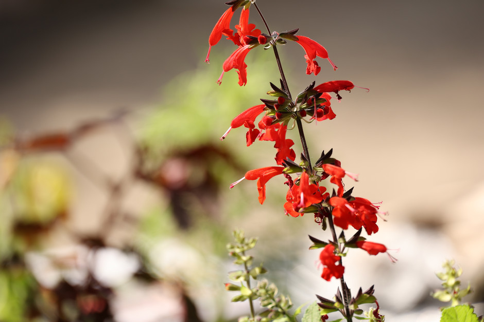 Troc aux plantes, le 14 mai à la maison de quartier Axe Majeur - Horloge - voir en plus grand : (fenêtre modale)