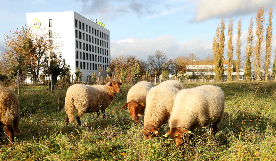Éco-pâturage hivernal à Cergy  - voir en plus grand : (fenêtre modale)