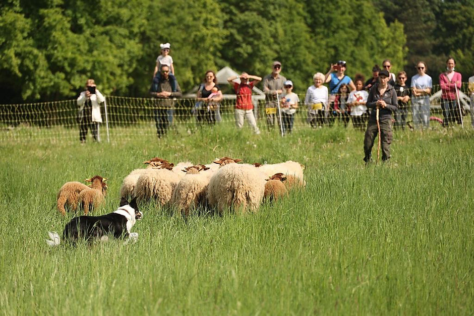 Transhumance des moutons, les 7 et 8 mai entre la ferme d'Écancourt de Jouy-le-Moutier et Courdimanche. - voir en plus grand : (fenêtre modale)