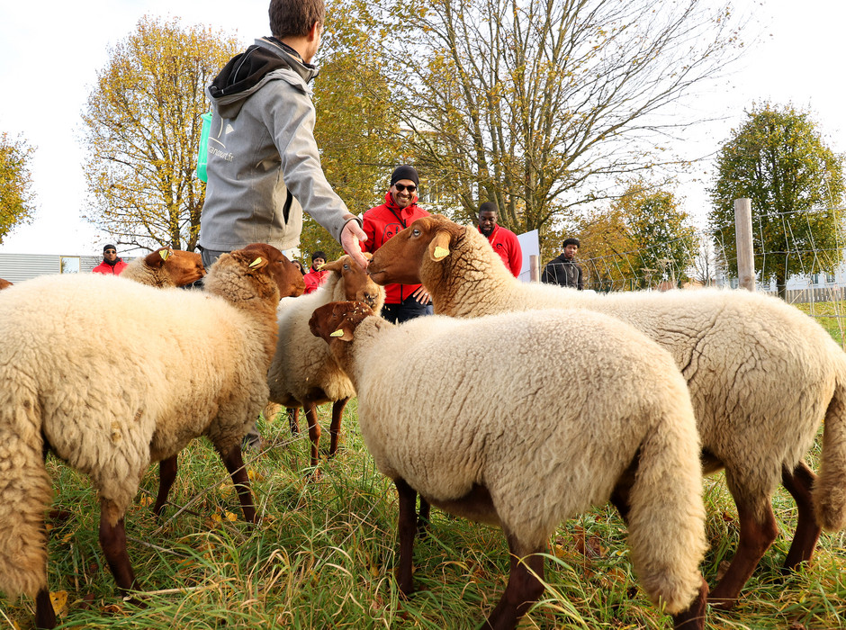 Éco-pâturage hivernal à Cergy  - voir en plus grand : (fenêtre modale)