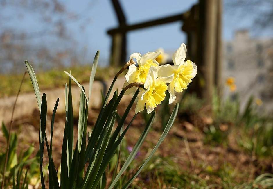 Sols fleuris et arbustes à Cergy - voir en plus grand : (fenêtre modale)