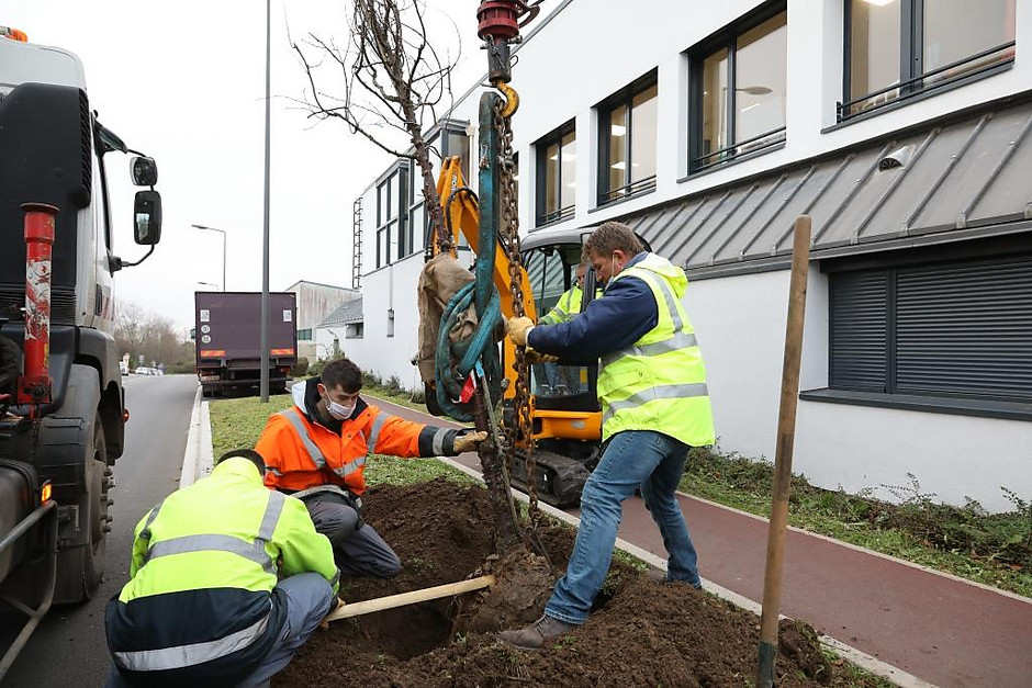 Plantation d'arbre sur l'avenue du jour, 8 décembre 2020 - voir en plus grand : (fenêtre modale)