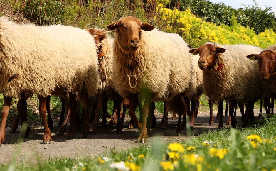 Transhumance des moutons à travers Cergy, 16 avril - voir en plus grand : (fenêtre modale)