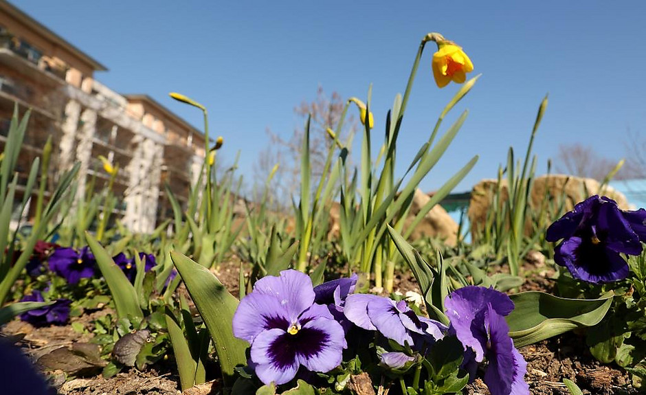 Sols fleuris et arbustes à Cergy - voir en plus grand : (fenêtre modale)