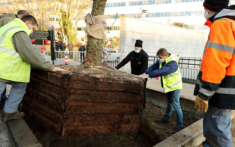 Remplacement du cèdre atlas devant l'hôtel de ville, 26 novembre 2020 - voir en plus grand : (fenêtre modale)