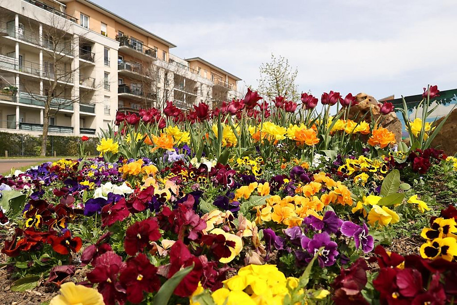 Sols fleuris et arbustes à Cergy - voir en plus grand : (fenêtre modale)