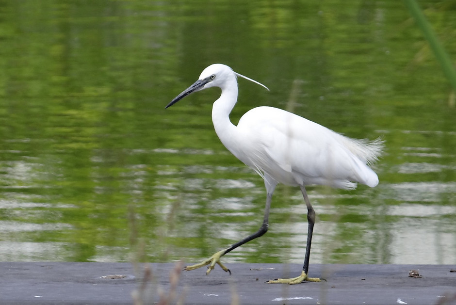 Aigrette Garzette - voir en plus grand : (fenêtre modale)