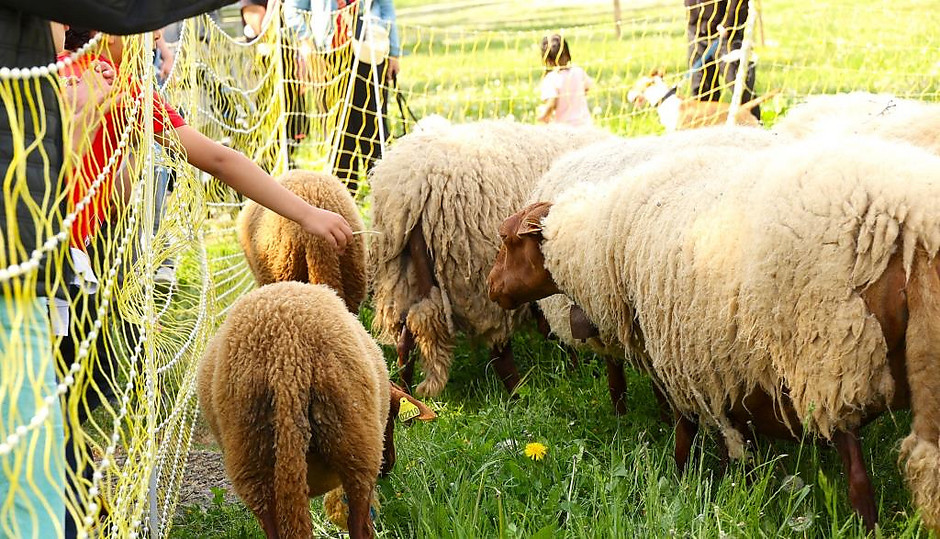 Transhumance des moutons, les 7 et 8 mai entre la ferme d'Écancourt de Jouy-le-Moutier et Courdimanche. - voir en plus grand : (fenêtre modale)