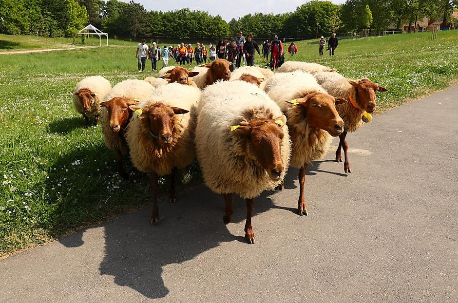 Transhumance des moutons, les 7 et 8 mai entre la ferme d'Écancourt de Jouy-le-Moutier et Courdimanche. - voir en plus grand : (fenêtre modale)
