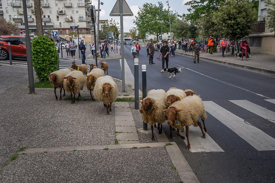 Transhumance des moutons, les 7 et 8 mai entre la ferme d'Écancourt de Jouy-le-Moutier et Courdimanche. - voir en plus grand : (fenêtre modale)