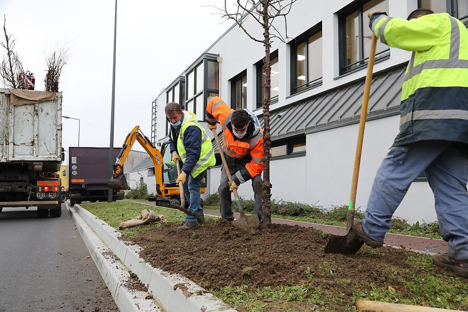 Plantation d'arbre sur l'avenue du jour, 8 décembre 2020 - voir en plus grand : (fenêtre modale)