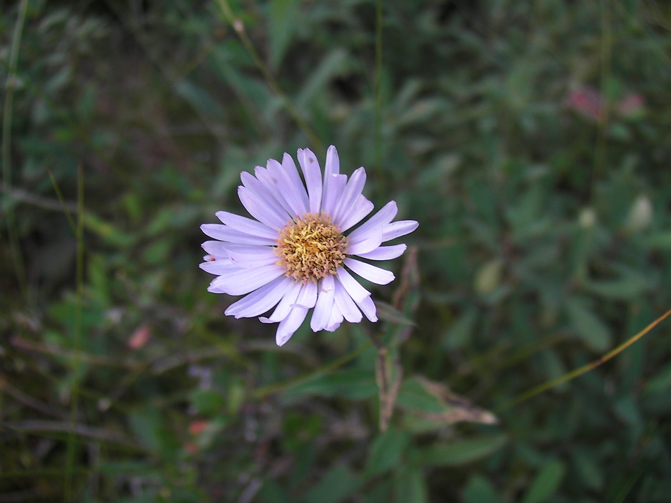 Aster Lancéolé - voir en plus grand : (fenêtre modale)