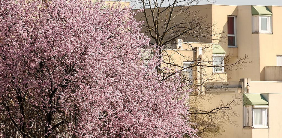 Sols fleuris et arbustes à Cergy - voir en plus grand : (fenêtre modale)