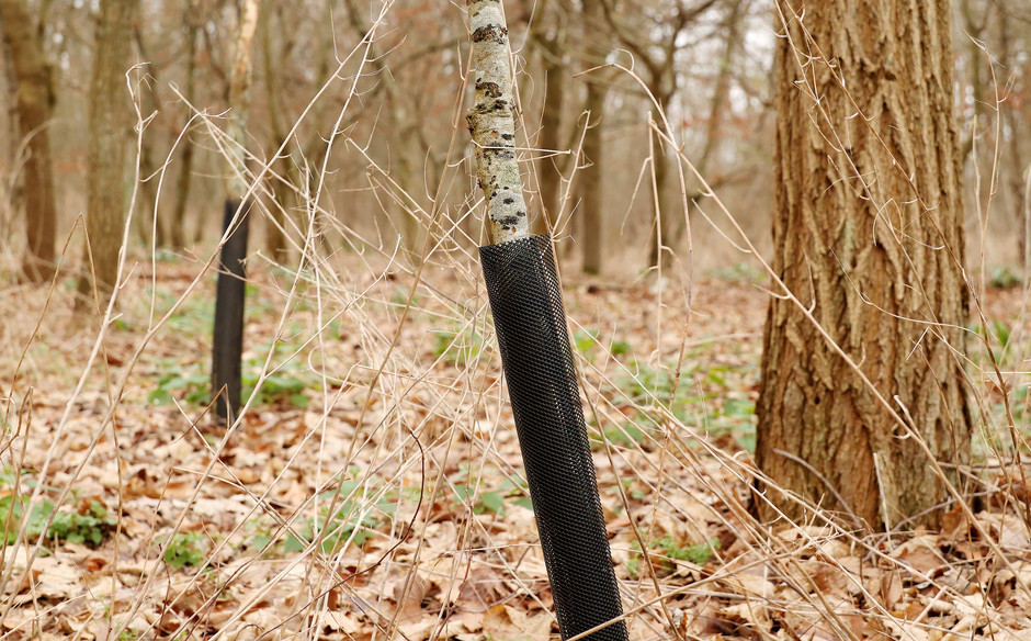 Plantation participative au bois de Cergy, 28 et 29 janvier - voir en plus grand : (fenêtre modale)