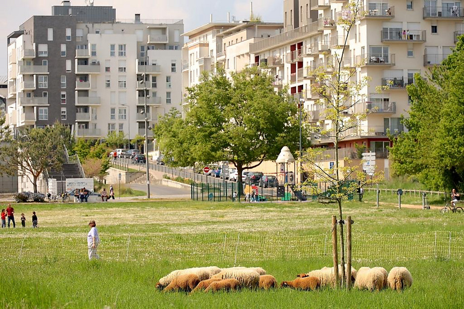 Transhumance des moutons, les 7 et 8 mai entre la ferme d'Écancourt de Jouy-le-Moutier et Courdimanche. - voir en plus grand : (fenêtre modale)