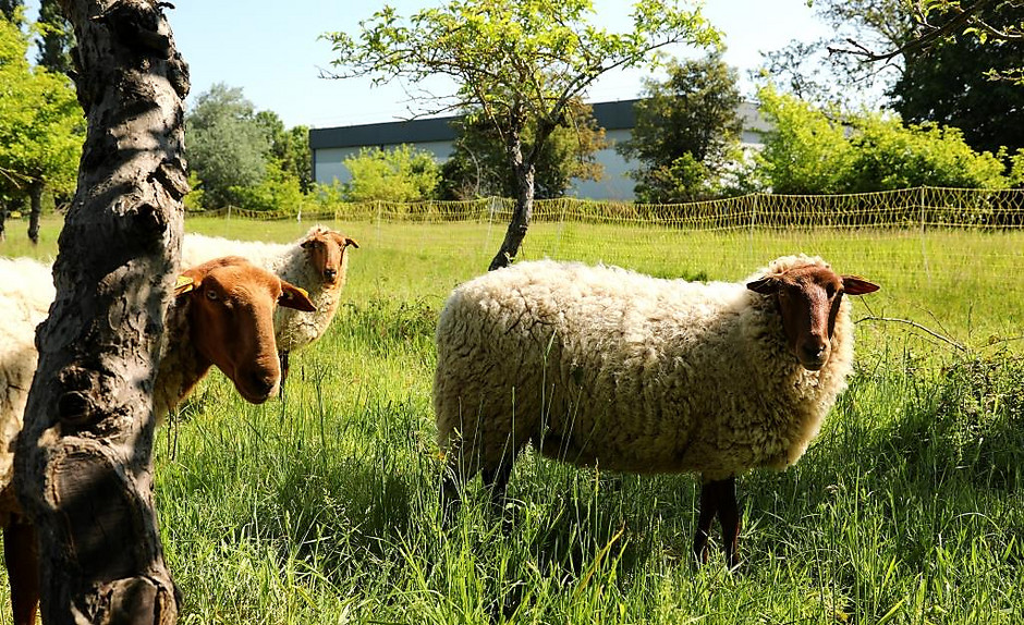 Moutons avenue du Centaure - voir en plus grand : (fenêtre modale)