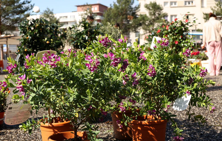 Marché au fleurs - voir en plus grand : (fenêtre modale)