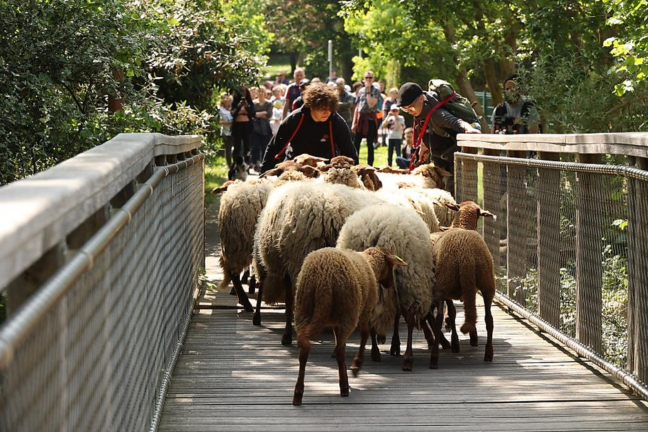 Transhumance des moutons, les 7 et 8 mai entre la ferme d'Écancourt de Jouy-le-Moutier et Courdimanche. - voir en plus grand : (fenêtre modale)