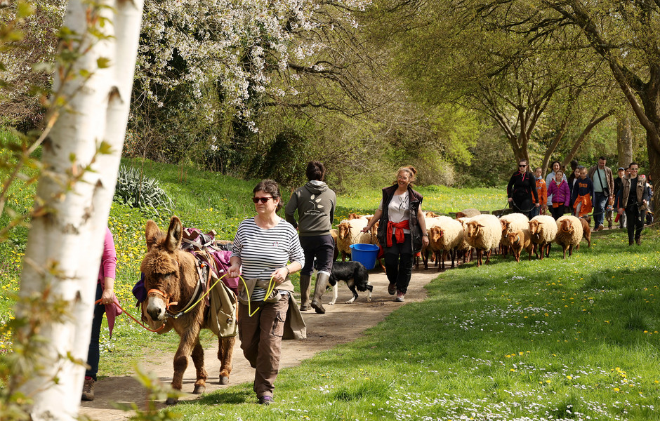 Transhumance des moutons à travers Cergy, 16 avril - voir en plus grand : (fenêtre modale)