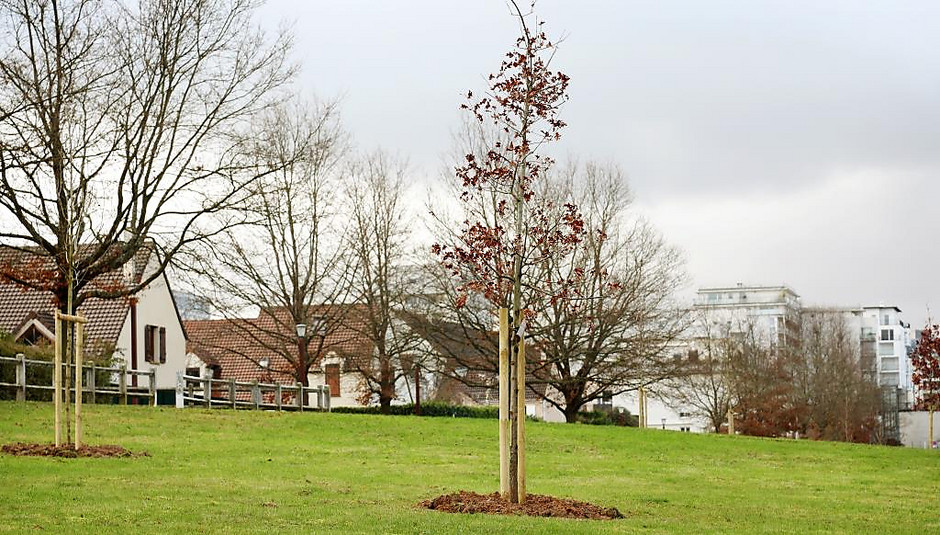 Nouvelles plantations Promenade des Deux-Bois - Décembre 2020 - voir en plus grand : (fenêtre modale)