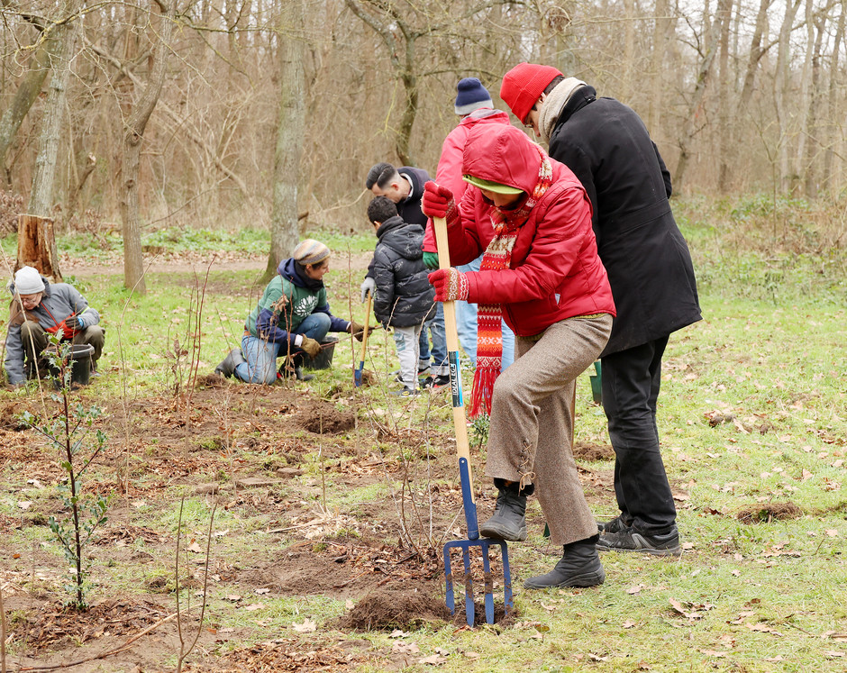 Plantation participative au bois de Cergy, 28 et 29 janvier - voir en plus grand : (fenêtre modale)