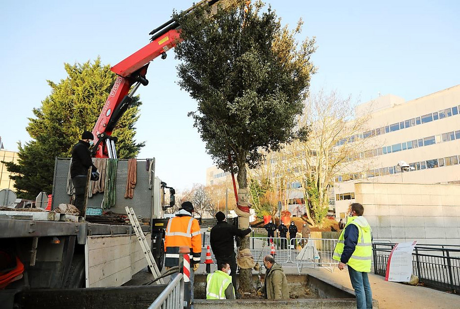 Remplacement du cèdre atlas devant l'hôtel de ville, 26 novembre 2020 - voir en plus grand : (fenêtre modale)
